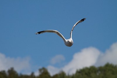 2009_07_30__MG_3631.jpg