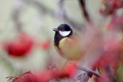 Parus major (Great tit) and berries