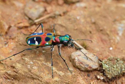 Cicindela japonica