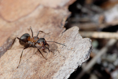 Formica rufa or Horse Ant