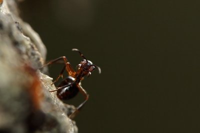 Formica rufa or Horse Ant