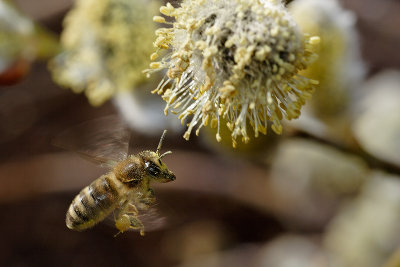 Honey Bee approaching a willow catkin (Apis mellifera)