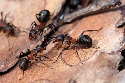 Formica rufa or Horse Ants socializing