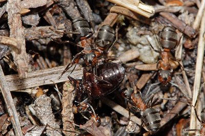 Formica rufa or Horse Ant carrying off a killed beetle