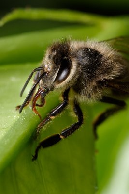 Honey bee feeding (Apis mellifera)