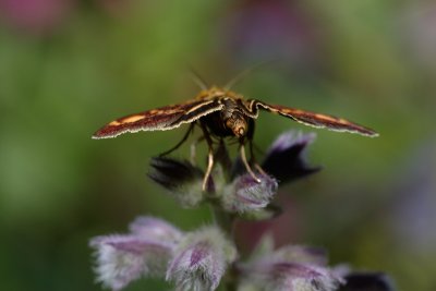 The butt of a Mint Moth, Pyrausta aurata