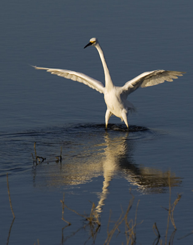 Egret-BolsaChica2008_12645.jpg