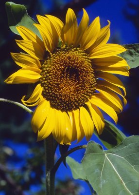 Sunflower-7ii-RPV50-web.jpg