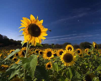 Sunflower&Bee_6487.jpg