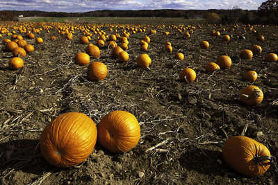 PumpkinField_10965.jpg