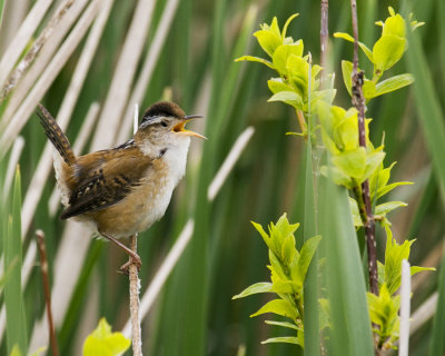 MarshWren_0501.jpg