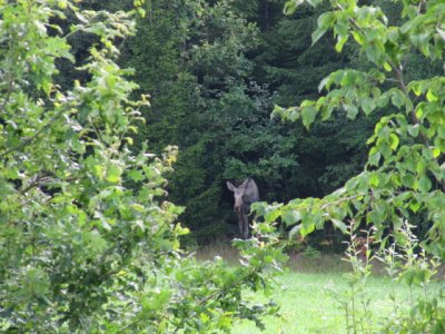 IMG_1236_1.JPG