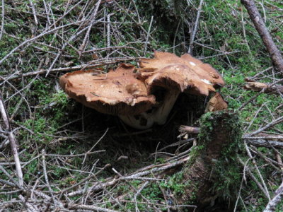 IMG_1411_1.JPG