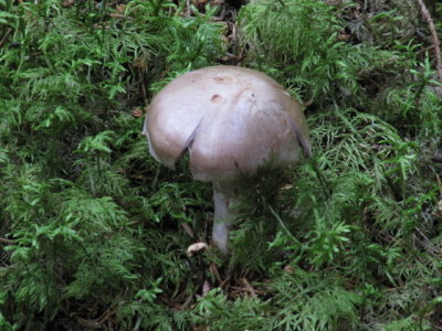 IMG_1412_1.JPG