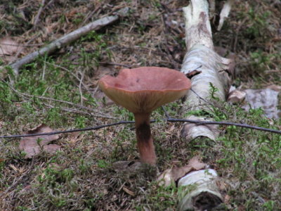 IMG_1425_1.JPG