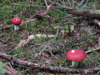 IMG_1426_1.JPG