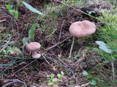 IMG_1435_1.JPG