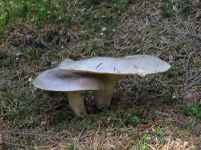 IMG_1484_1.JPG