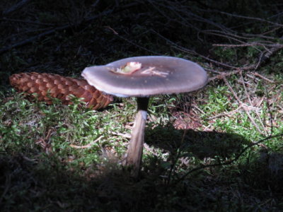 IMG_1490_1.JPG