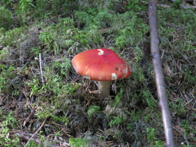 IMG_1512_1.JPG
