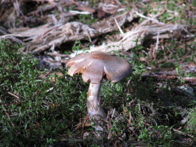 IMG_1520_1.JPG