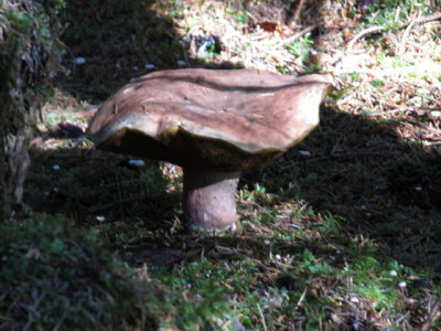 IMG_1562_1.JPG