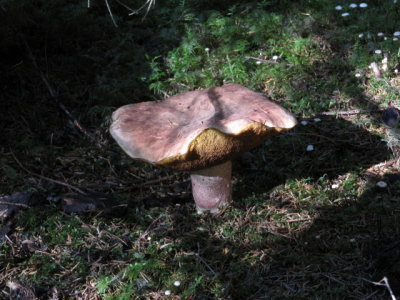 IMG_1563_1.JPG