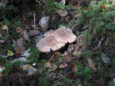 IMG_1565_1.JPG