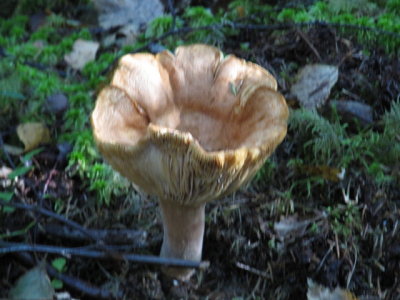 IMG_1568_1.JPG