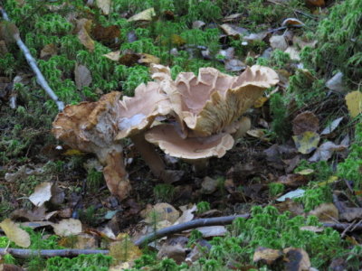 IMG_1569_1.JPG