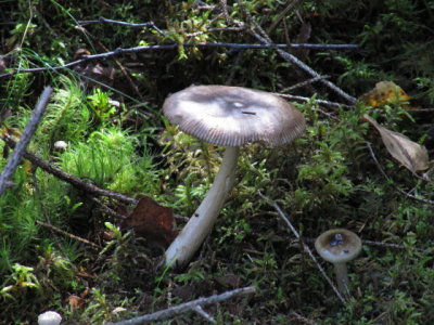 IMG_1572_1.JPG