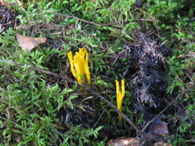 IMG_1574_1.JPG
