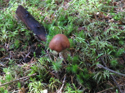 IMG_1575_1.JPG