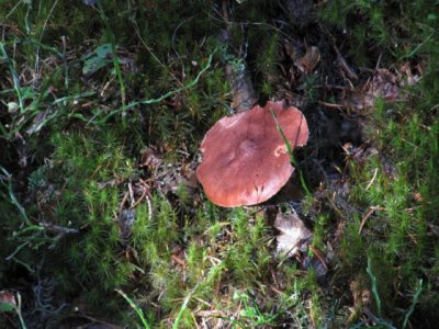 IMG_1580_1.JPG