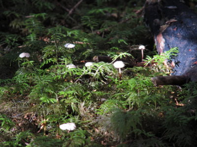 IMG_1582_1.JPG
