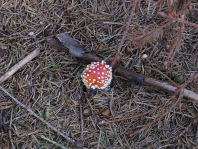 IMG_1586_1.JPG