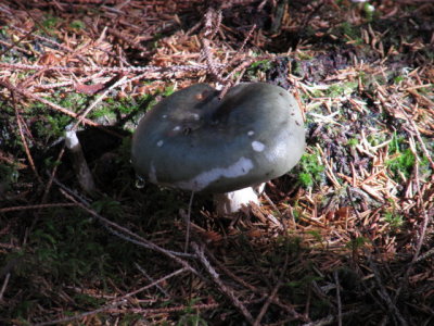 IMG_1588_1.JPG