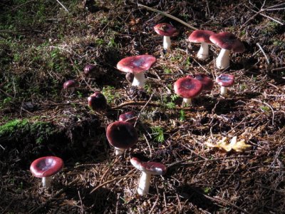 Mushrooms_Svampe_Horda