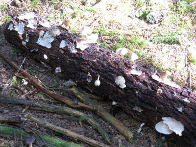 IMG_1592_1.JPG