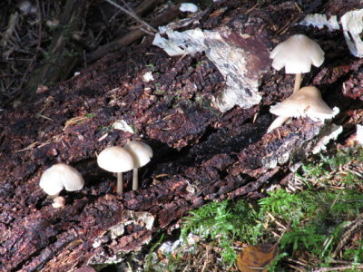 IMG_1594_1.JPG