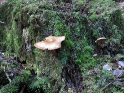 IMG_1606_1.JPG