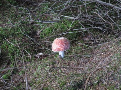 IMG_1612_1.JPG