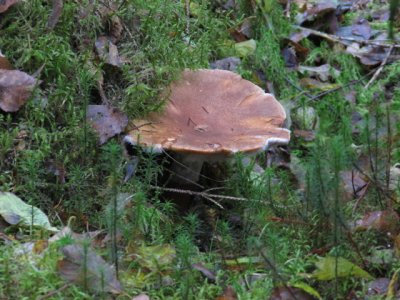 IMG_1724_1.JPG
