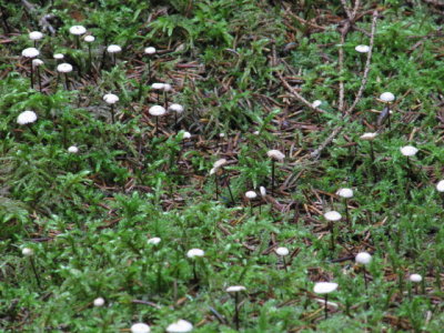 IMG_1732_1.JPG