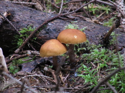 IMG_1734_1.JPG