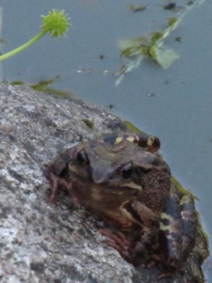 IMG_3376_1.JPG
