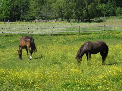 IMG_3607_1.JPG