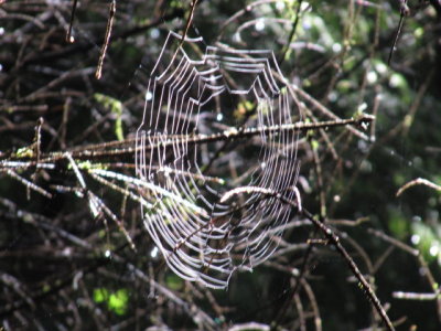 IMG_4483_1.JPG