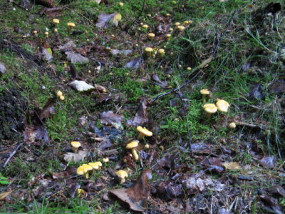 IMG_4498_1.JPG