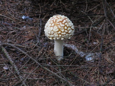 IMG_4514_1.JPG